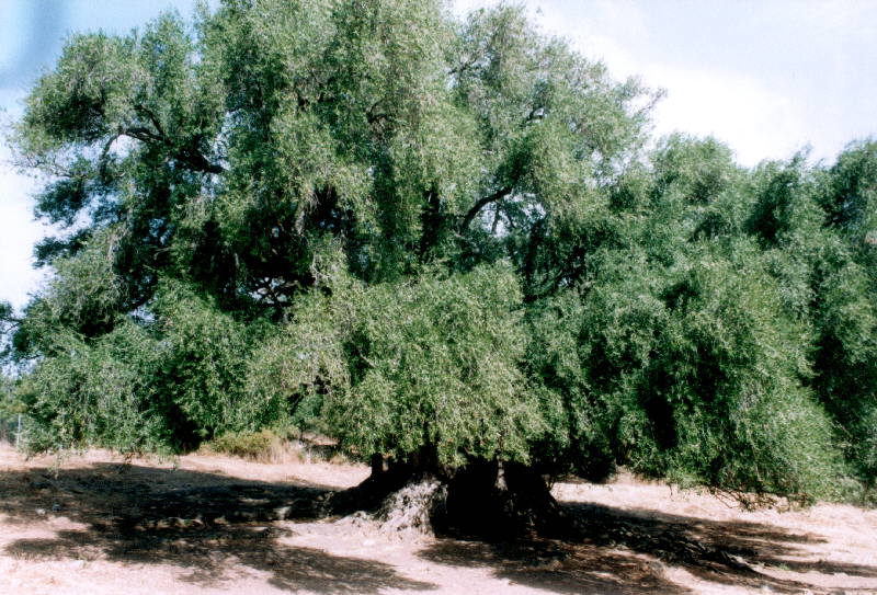 Olivastro Olea Silvestris